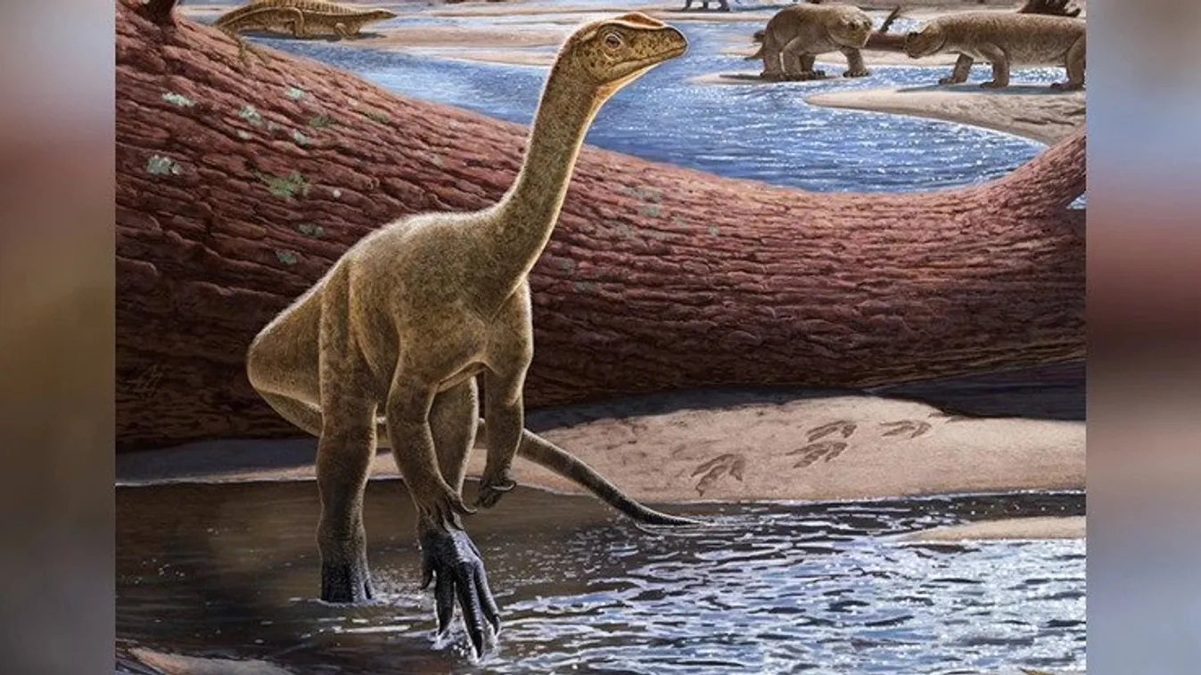Mbiresaurus raathi , szauropoda 