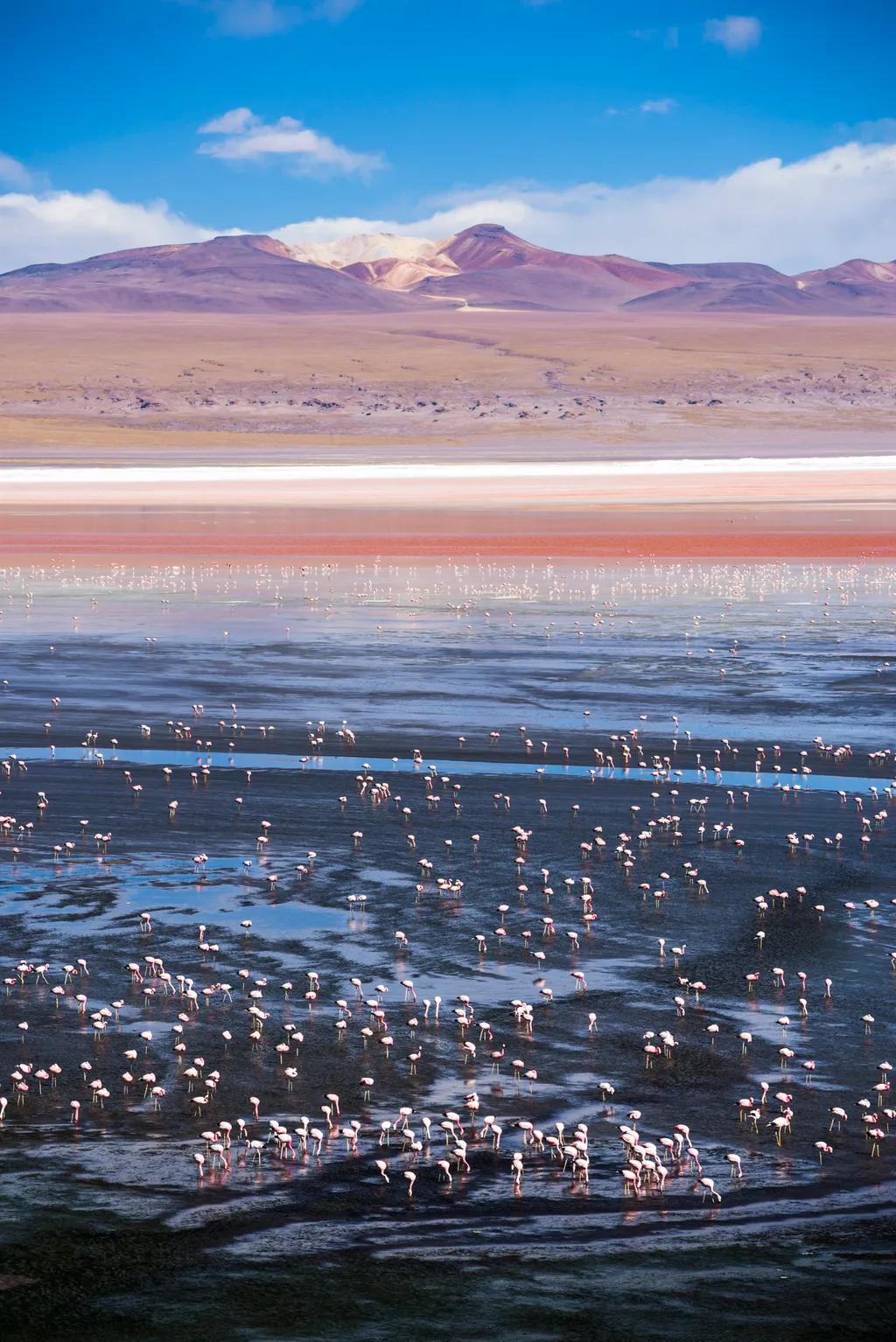 Laguna Colorada Bolívia 