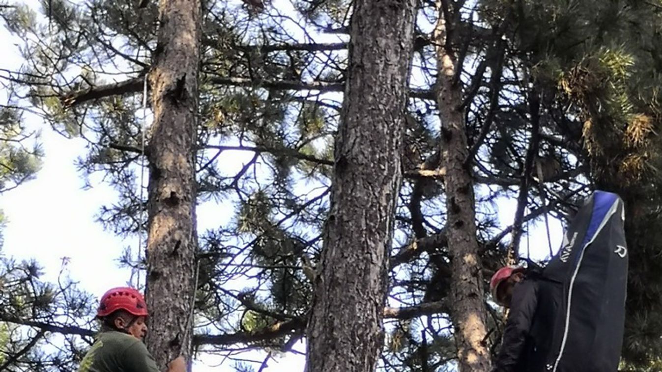 Rendőrök, tűzoltók és alpinisták mentettek meg egy fán fennakadt siklóernyőst Sátoraljaújhelyen 