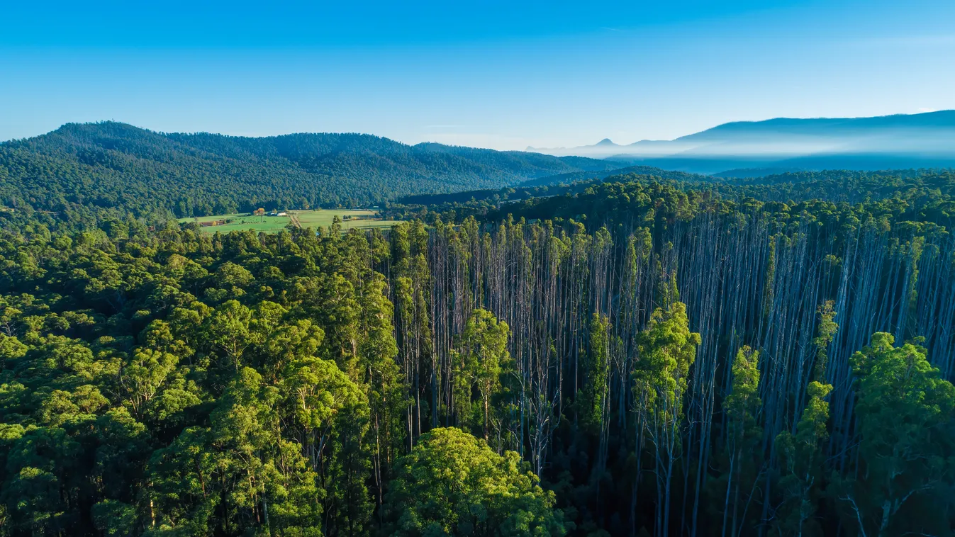 Eucalyptus forest, Eukaliptusz erdő, 