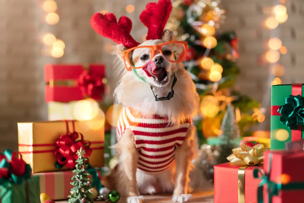 kutya karácsony ruha 2 ith,Gifts gift,year,greeting,happy,merry,red,beautiful,merry christmas,sea happiness and cheerful Dog breed Brown color Chihuahua with gifts present boxes and Christmas tree in the room, Happy Christ 