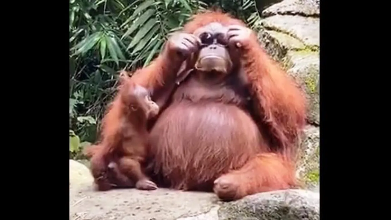 orangután 