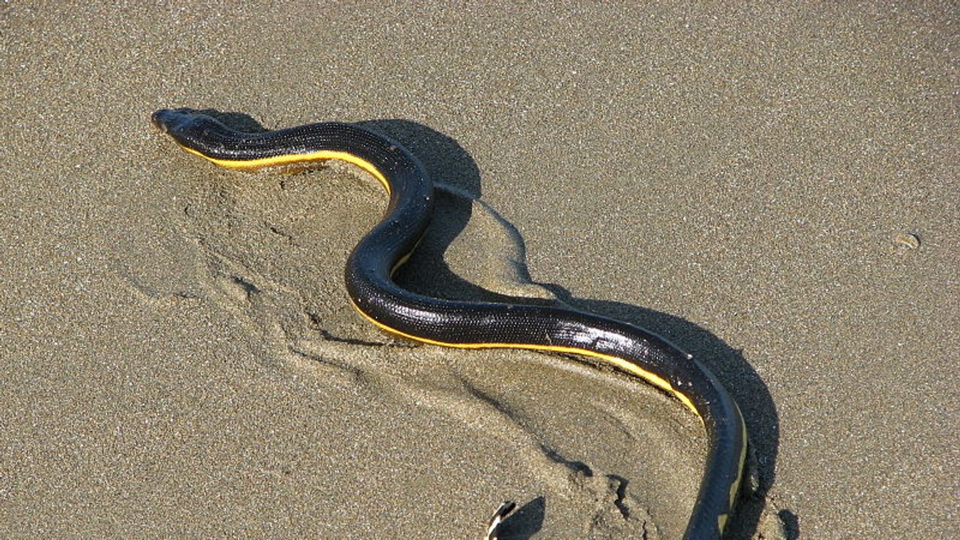 tengeri kígyó 