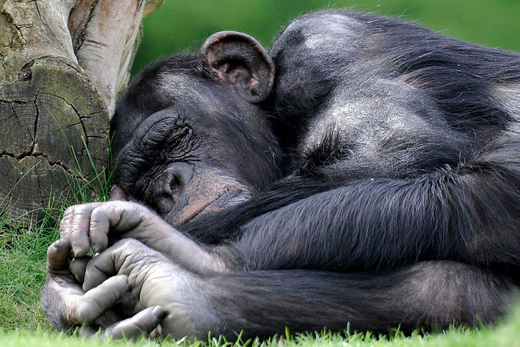 A csimpánz is lehet Ebola-hordozó