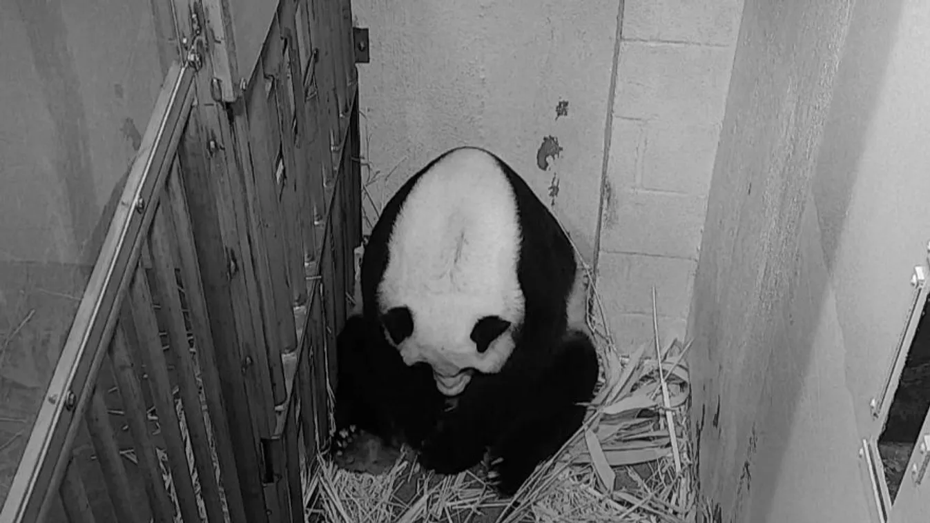 Óriáspanda, panda, washingtoni állatkert, Mej Hsziang 