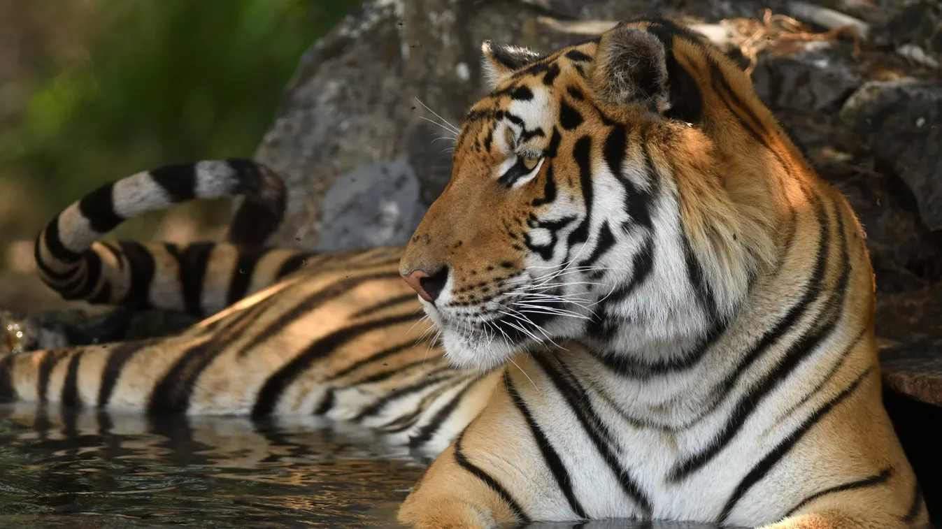 bengáli tigris, bengal tiger 