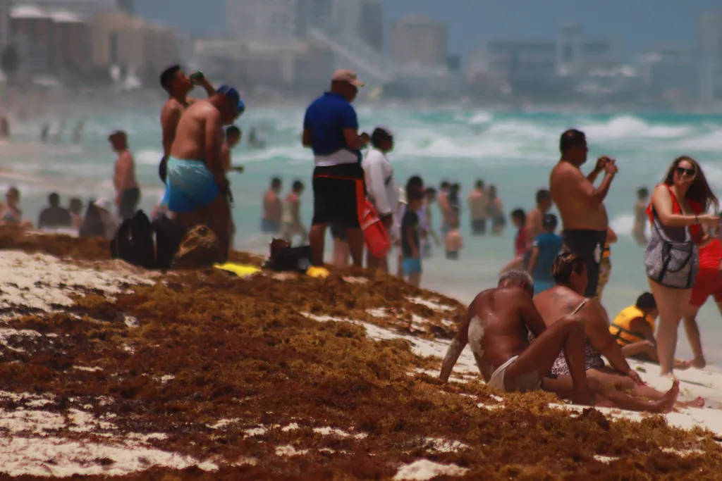 Cancún sargassum alga 
