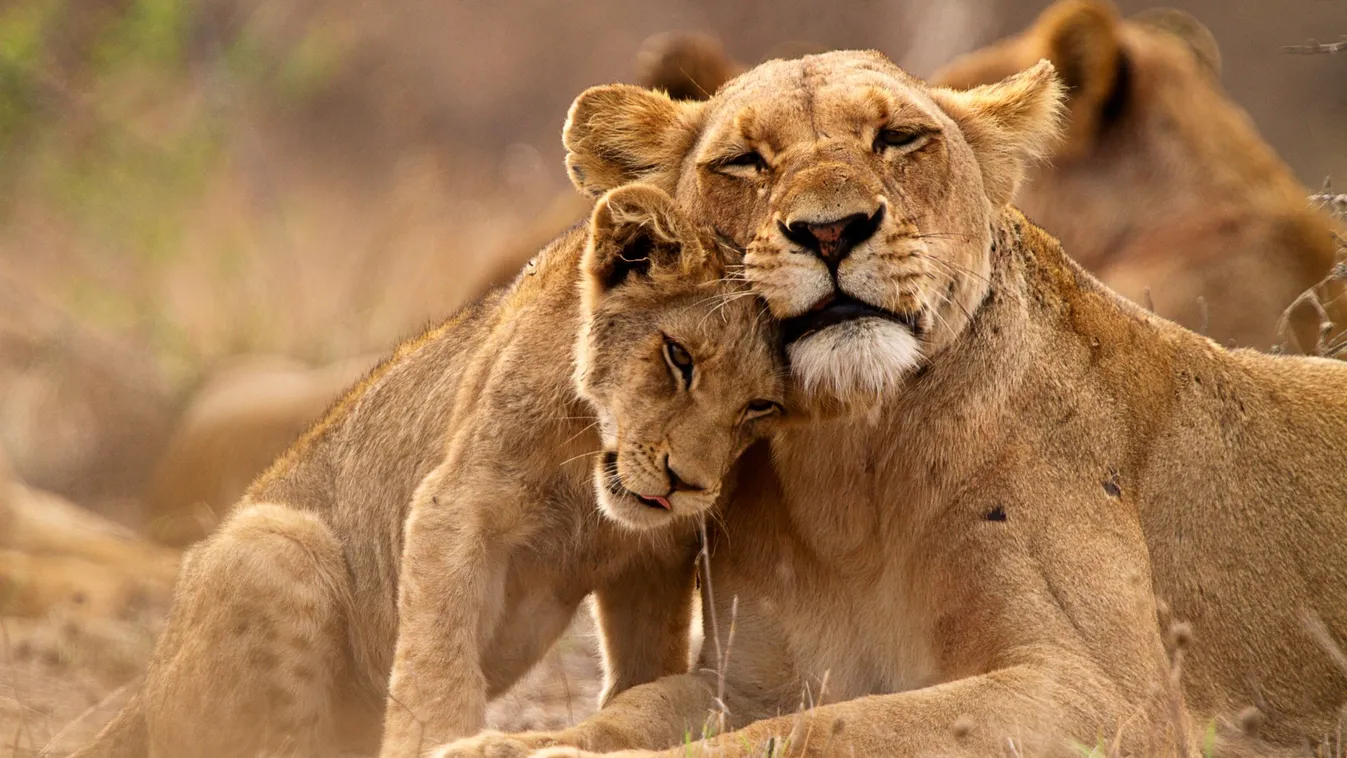 Afrika, Dél-Afrika, Kruger Nemzeti Park, oroszlán 