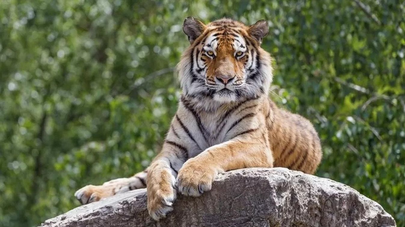 szibériai tigris , Panthera tigris altaica 