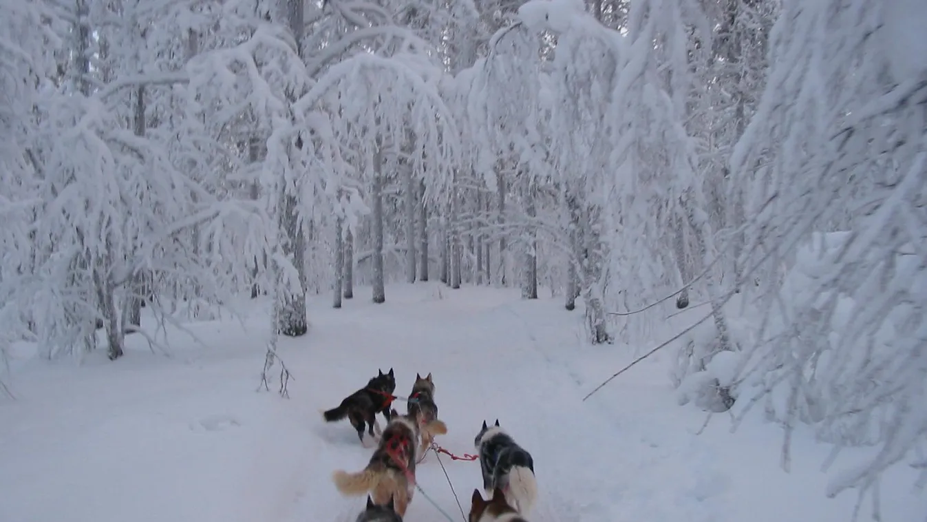 Lappföld, Finnország, kutyaszán 