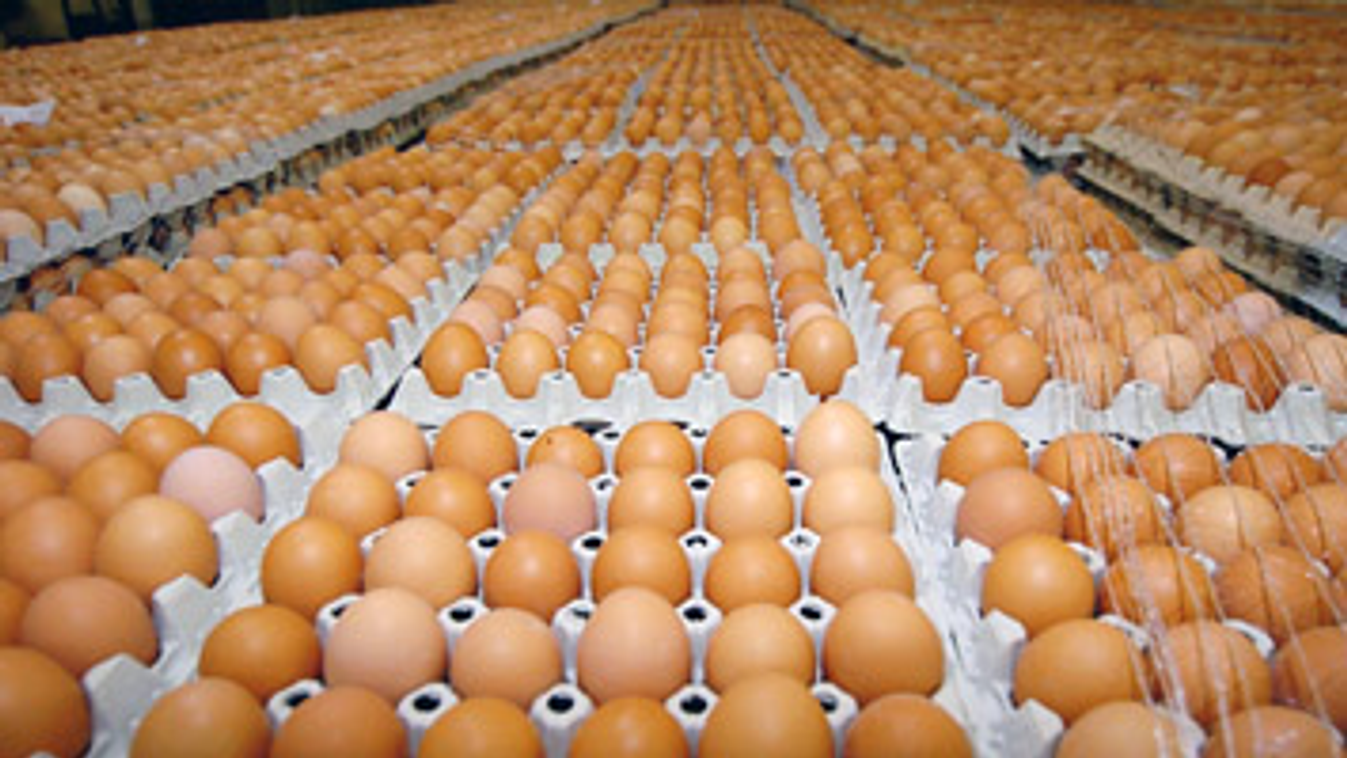 tojás, tojástartó, bioműanyag tojáshéjból