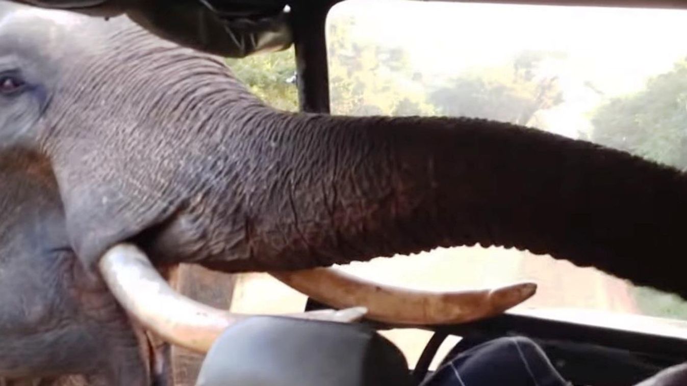 elefánt lejmol Sri Lanka 