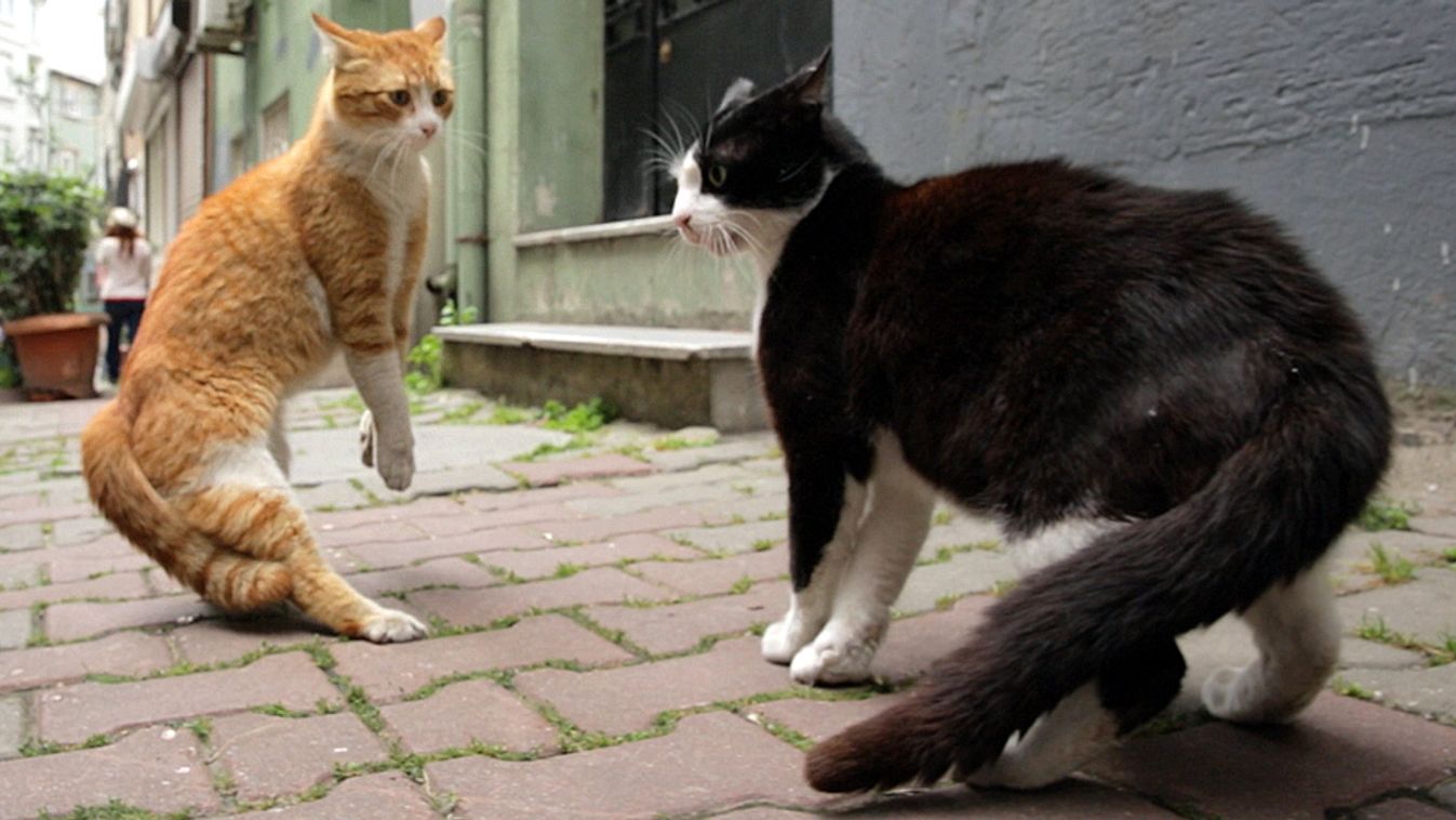 Kedi - Isztambul macskái 