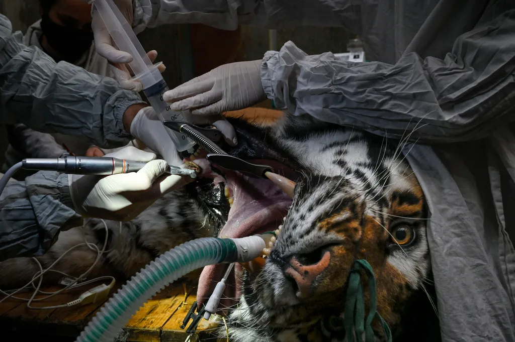 FRANCE-ANIMAL-CARE animals zoology animal dentistry TOPSHOTS Horizontal

tigris fogászat fog 