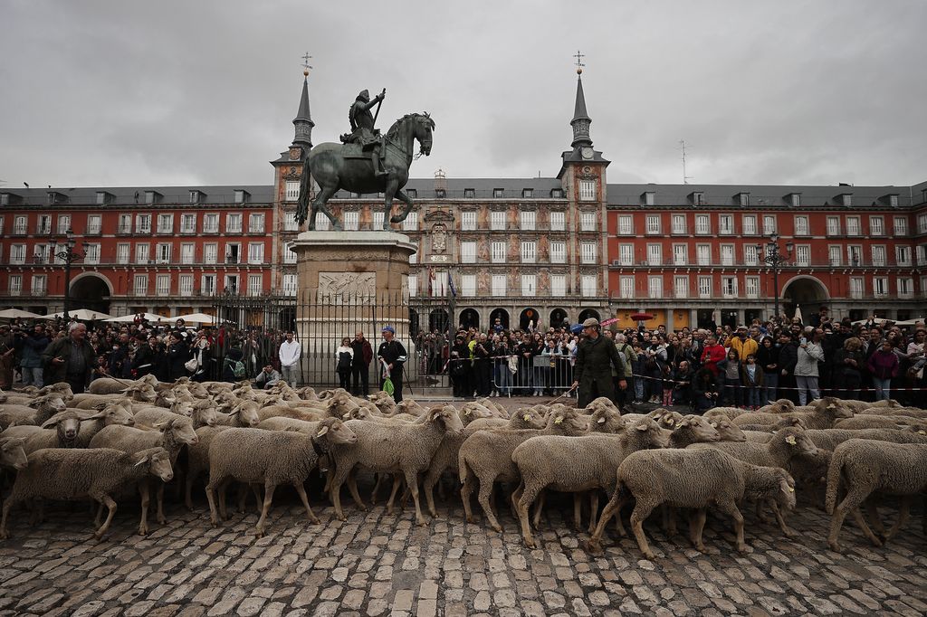 Spanyolország, madrid, trashumancia fesztivál, birka, utca, emberek, madrid belváros, 2022. 10. 24. 