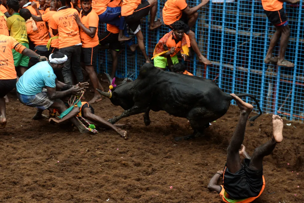 Jallikattu Avaniyapuram bika India Tamil Nadu 