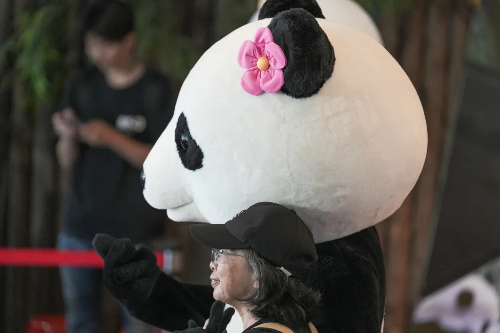 Így ünnepelte tizedik születésnapját az első Tajvanon született óriáspanda, galéria, 2023 