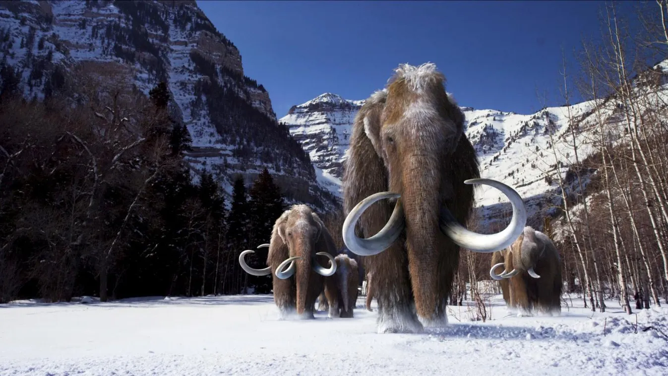 mamut 
