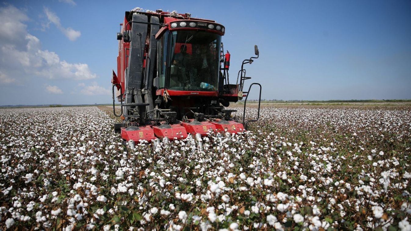 Cotton harvest in Turkey's Adana drone Adana September cotton field 2019 combine harvesting Horizontal TURKEY COTTON 