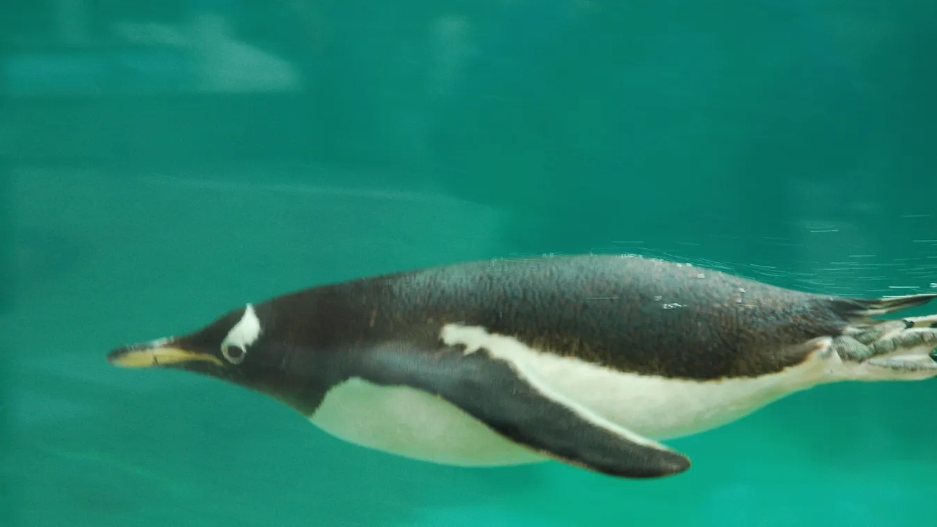 szamárpingvin 