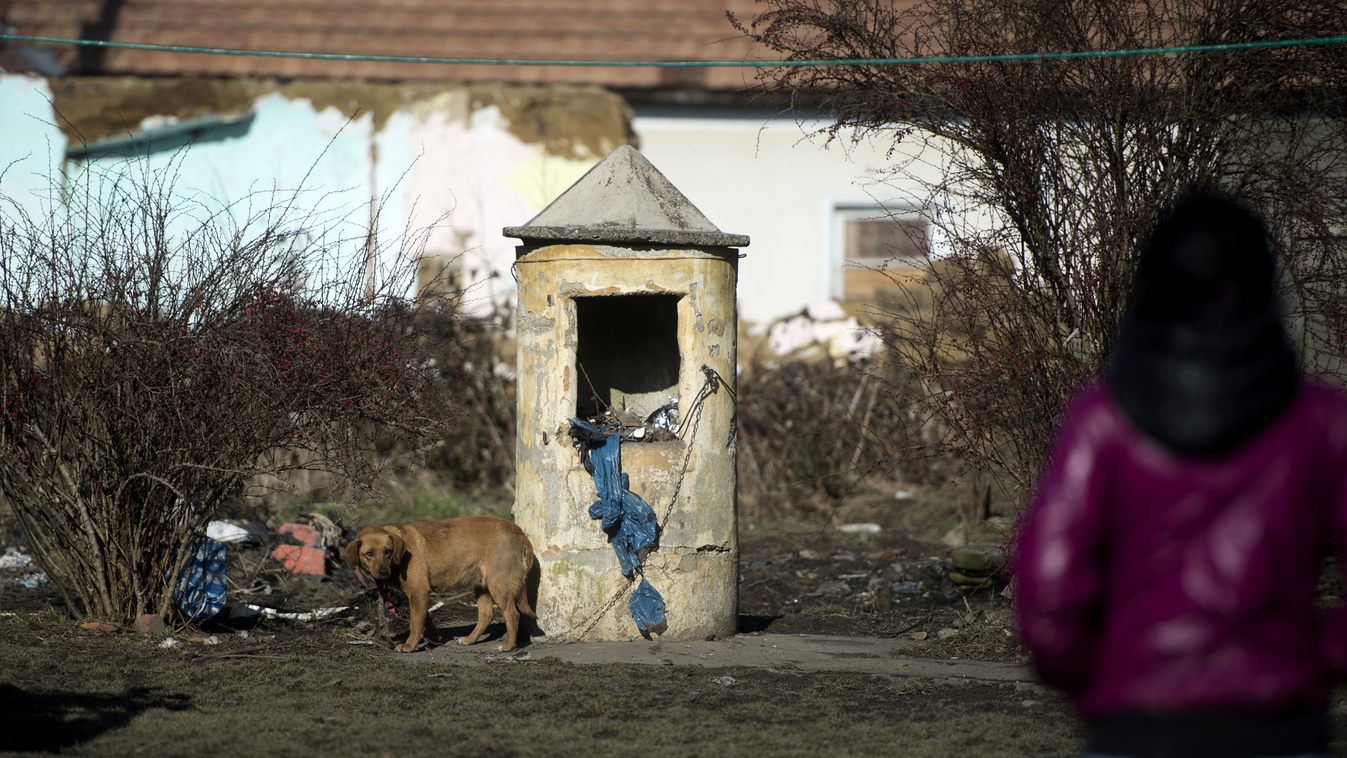 polgárőr szolgálat Ózdon kutya állatkínzás polgárőr szolgálat Ózdon állatkínzás 