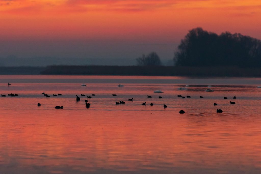 Zalavár, Kis-Balaton, természet, tó, vízpart, napfelkelte, Magyarország 