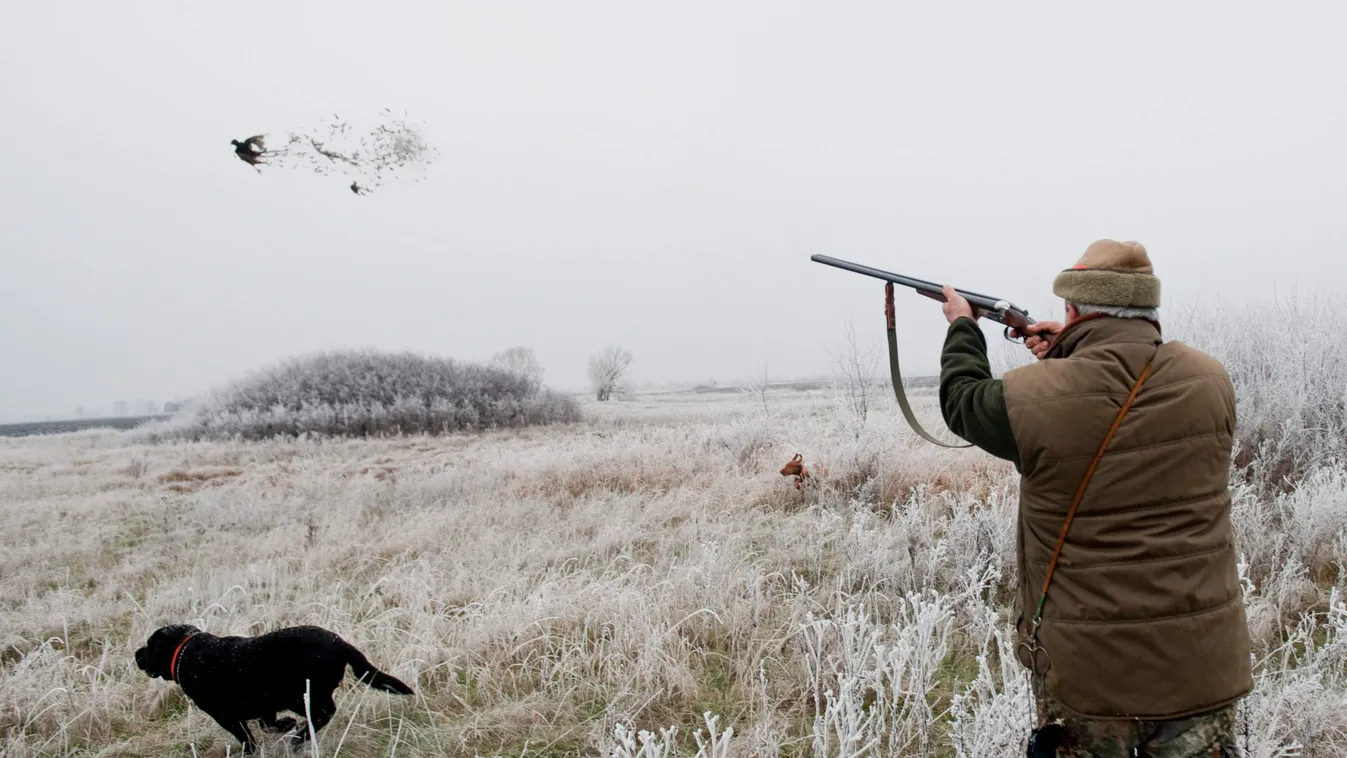 Papp János ÁLLAT fácán fegyver HADI FELSZERELÉS háziállat kutya madár puska TÁRGY vadász vadászfegyver vadászkutya vadászpuska 