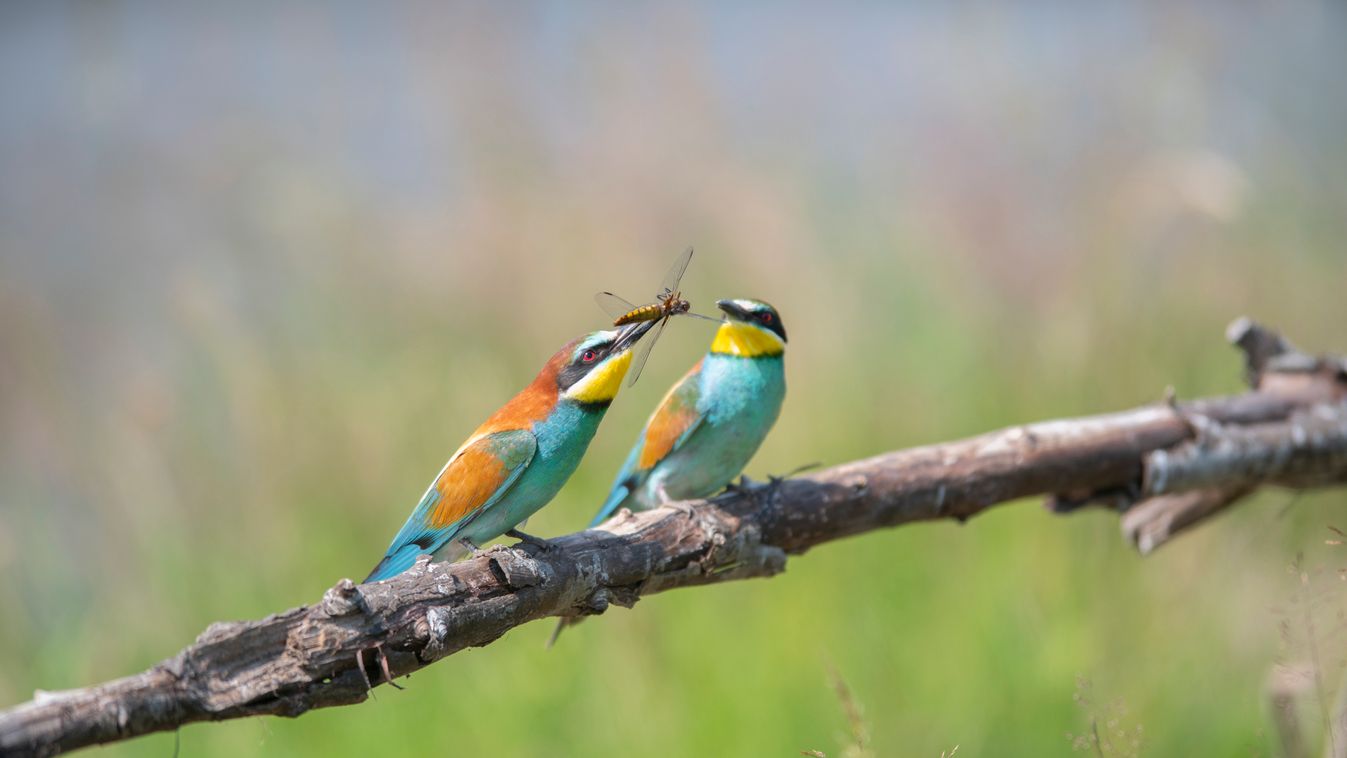 gyurgyalag European Bee-eater (Merops apiaster), offering of prey, Lorraine, France Insect Spring LORRAINE ADULT Female Male Prey COUPLE Posing Courtship behaviour OVERVIEW Insectivore (diet) Three quarter shot On a branch 