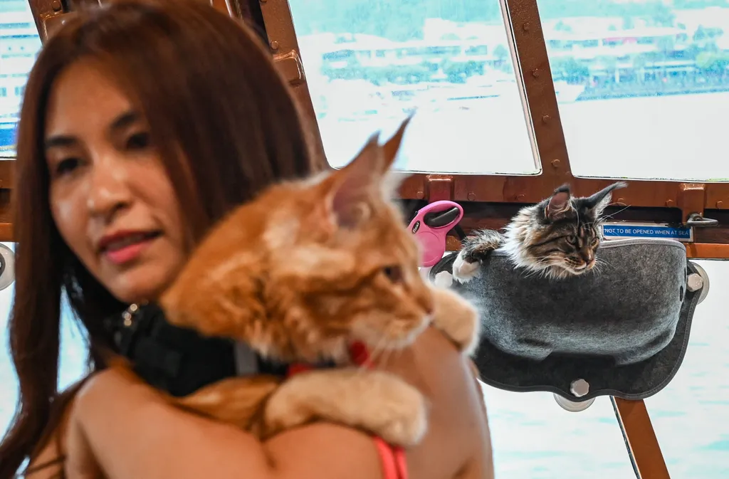 Szingapúr, hajóút, macskáknak, macskák, hajó, 
