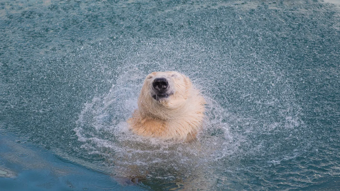jegesmedve, Nyíregyházi Állatpark 