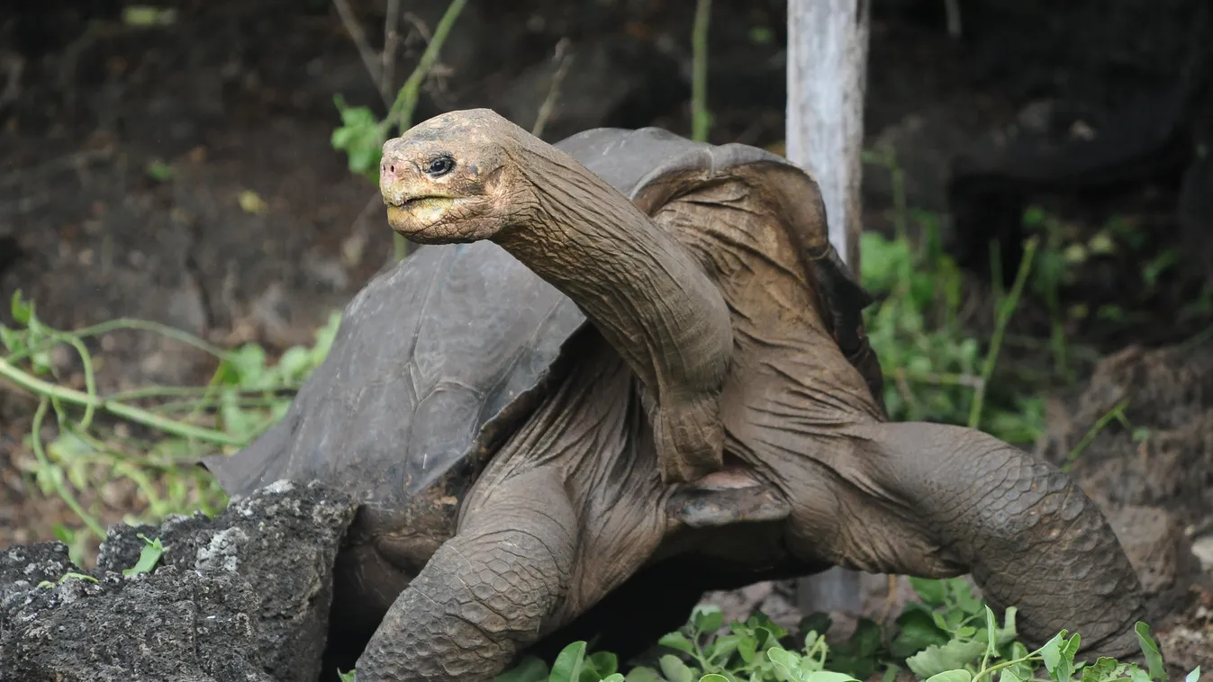 Magányos George Lonesome George 