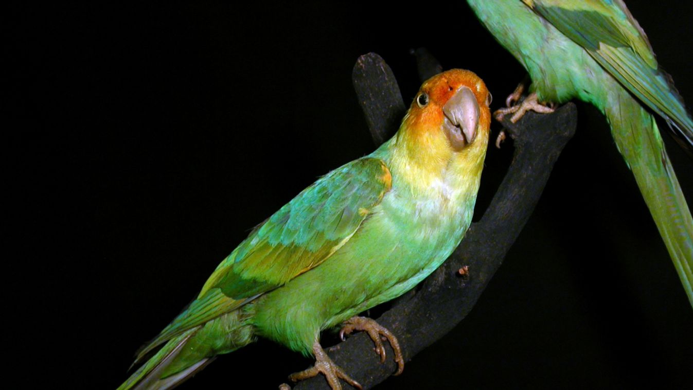 karolinai papagáj 