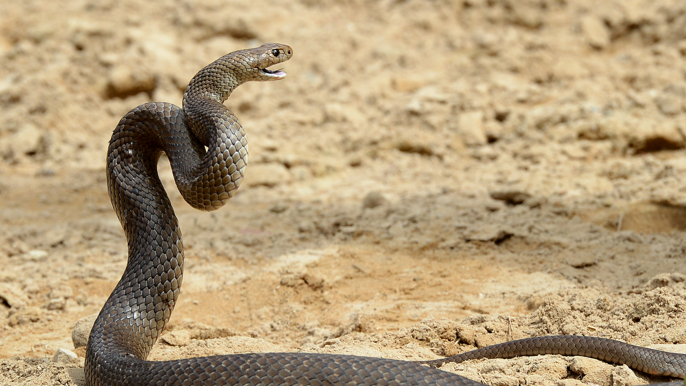 keleti barna kígyó, barna kígyó, Ausztrália 