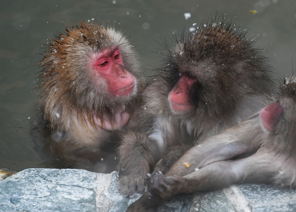 Japán makákó majmok fürdenek a termálvízben Monkeys bathe in hot spring in Japan 
