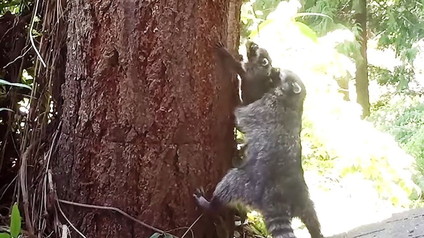 Anyja tanítja fára mászni a mosómedvekölyköt 