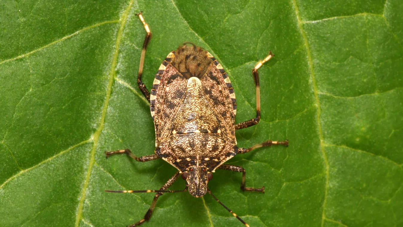 poloska
A Brown marmorated stink bug female from a laboratory colony on a common bean leaf, photographed in the laboratory of Fondazione Edmund Mach, Italy. 