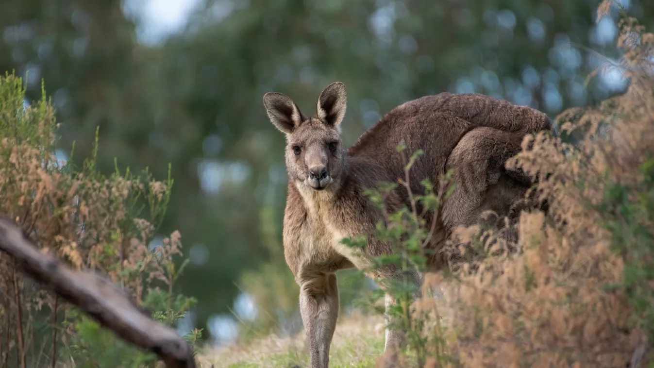 kenguru, ausztrália, állat 