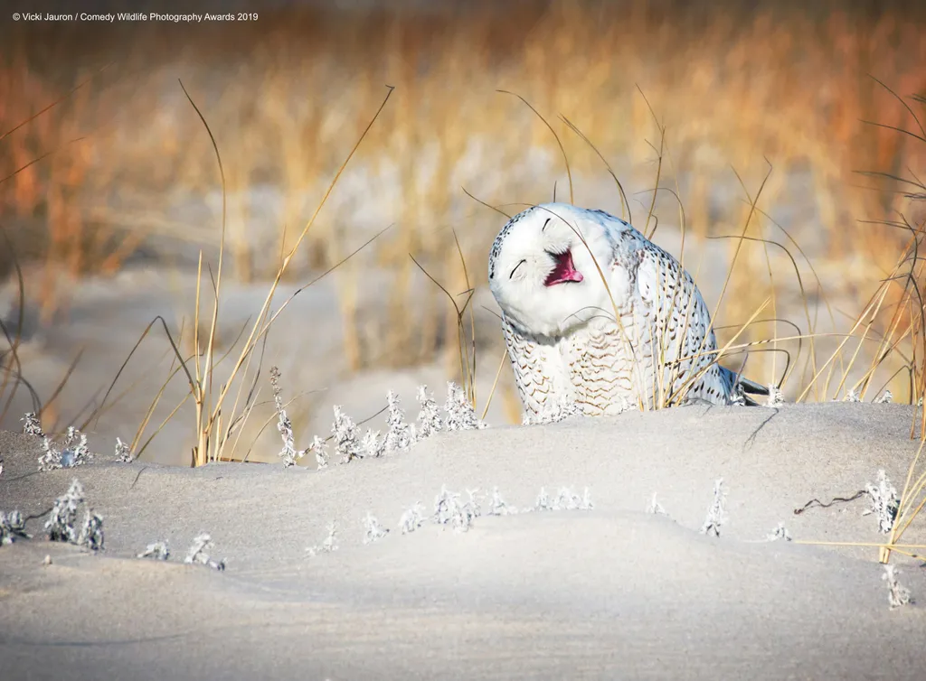 The Comedy Wildlife Photography Awards 2019
Vicki Jauron
Babylon
United States
Phone: 6313386702
Email: vicjauron@yahoo.com
Title: Holly Jolly Snowy
Caption: A Jolly Looking Snowy Owl on the Beach
Description: A Snowy Owl makes a cute pose and face as he 