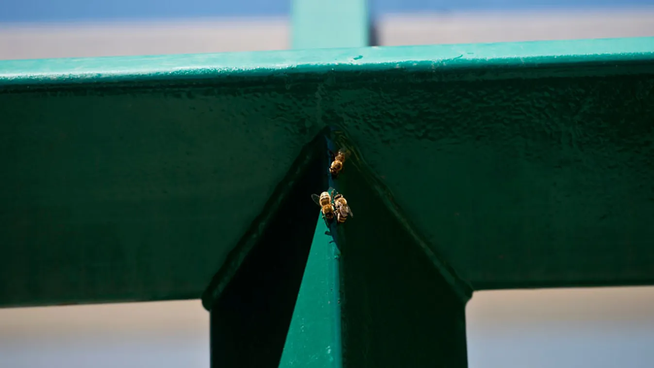 méhek a jászai mari téren, a villamosmegállóban