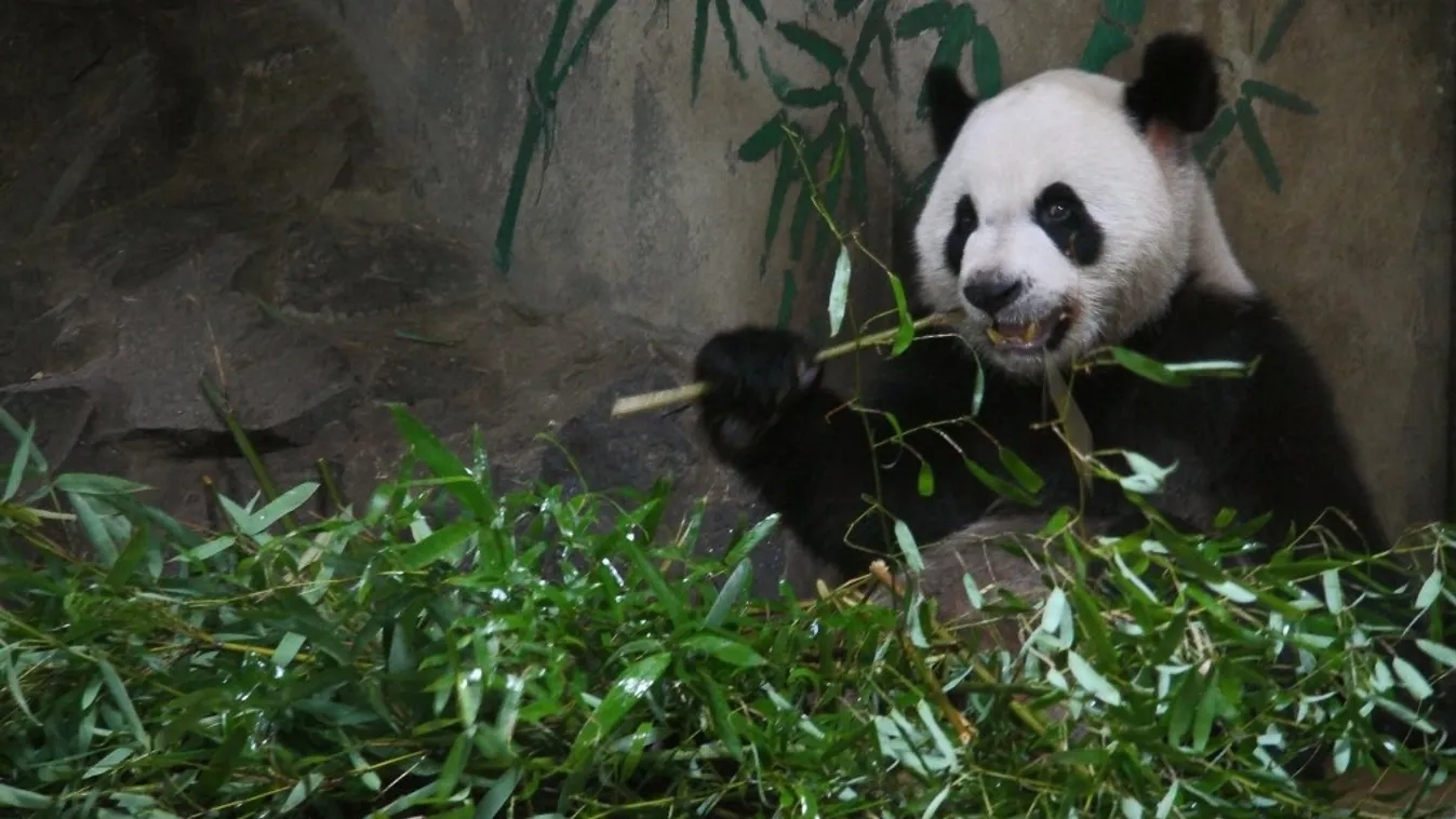 Chinese professor wins patent for panda poo tea China Chinese Hangzhou Zhejiang panda Horizontal 