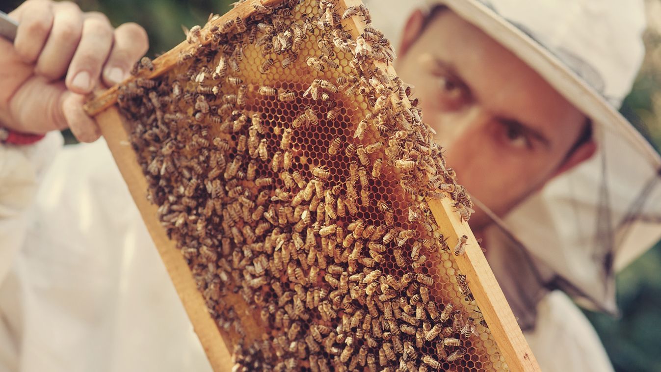 Érdekességek és pletykák - Kitálal a hollywoodi sztárok ingatlanosa
méhész 