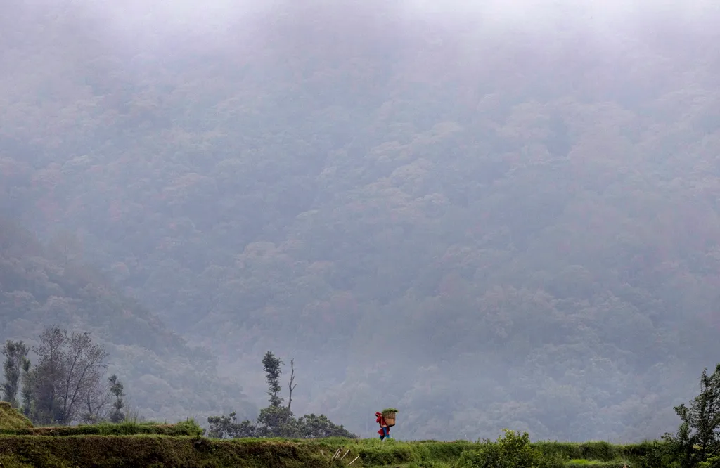 Tinpiple, 2023. június 23., Rizspala, földművesek egy elárasztott teraszos völgylejtőn, Katmandu térségében levő Tinpiple falunál, Nepál 