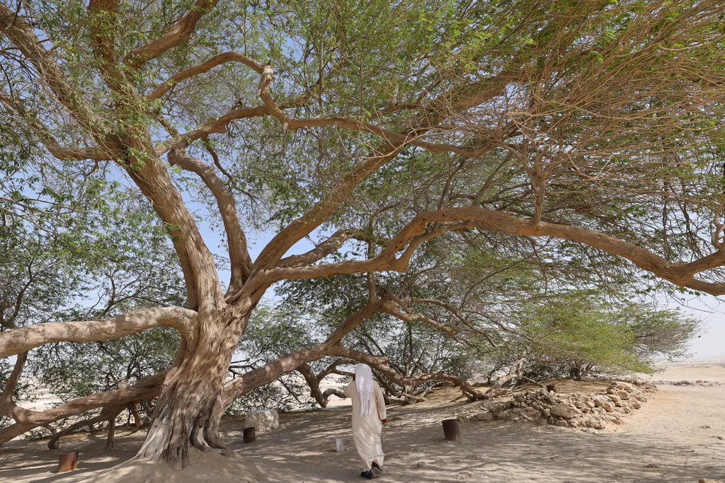 The tree of life in Bahrain 