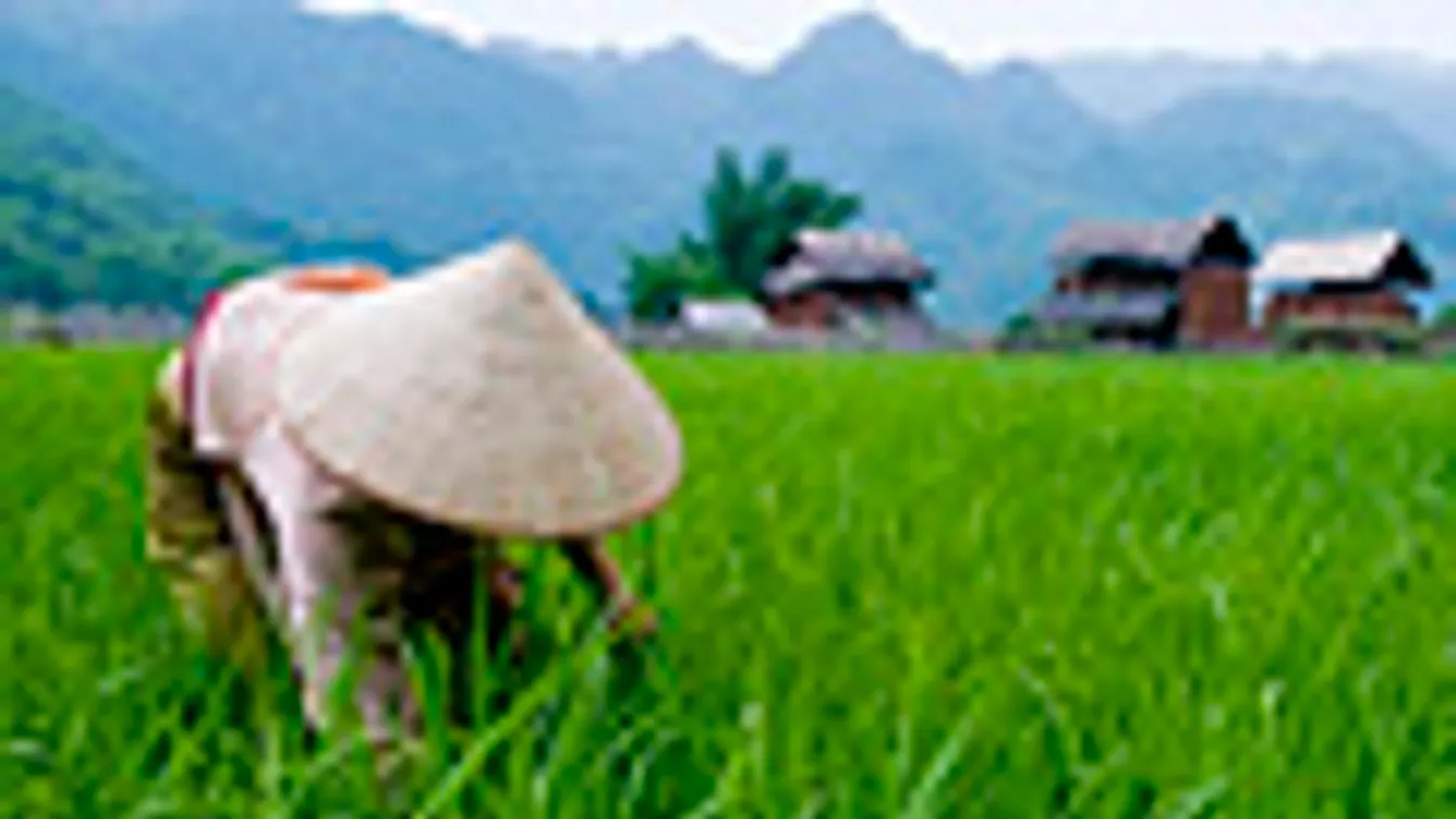 vietnám, rizsföld, mezőgazdaság
