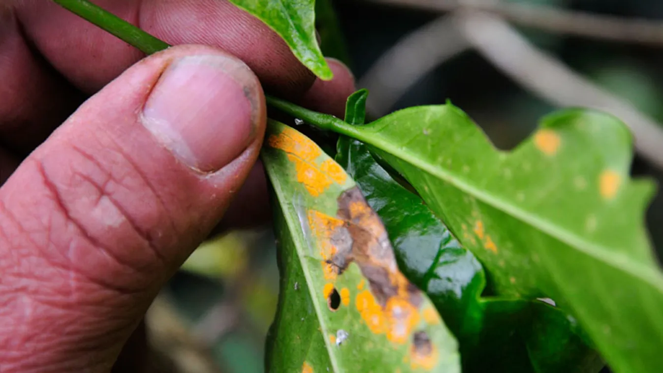 kávérozsda, gomba, arabica kávécserje, fertőzött cserje egy caucai farmon Kolumbia délnyugati részén