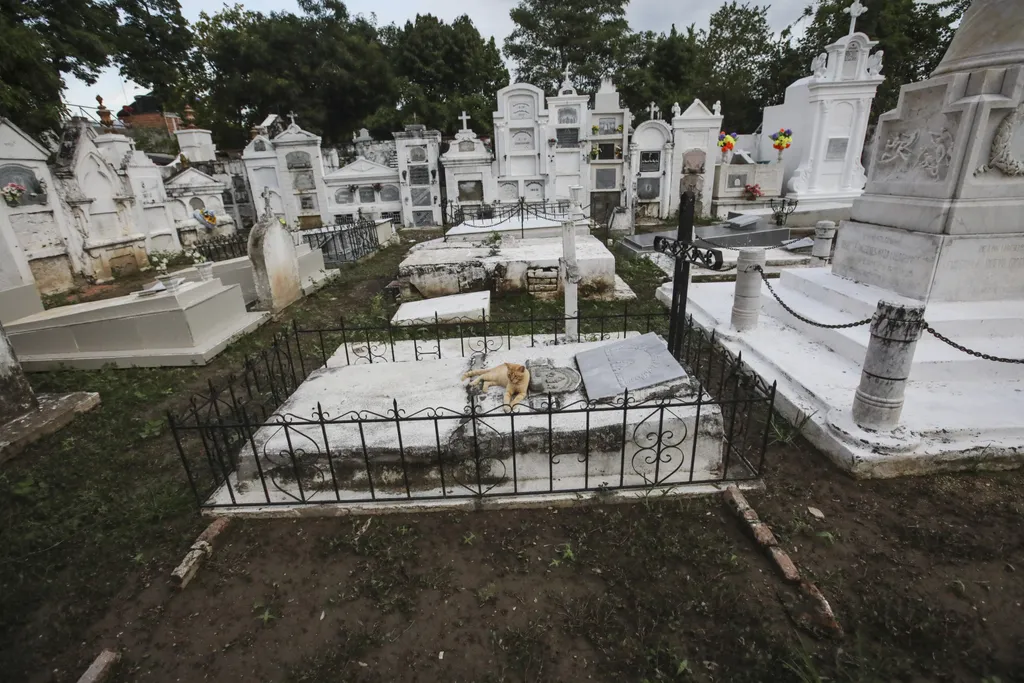 Santa Cruz de Mompox temető macskák 
