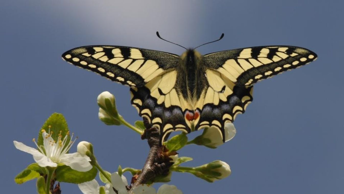 Fecskefarkú lepke (Papilio machaon) 
