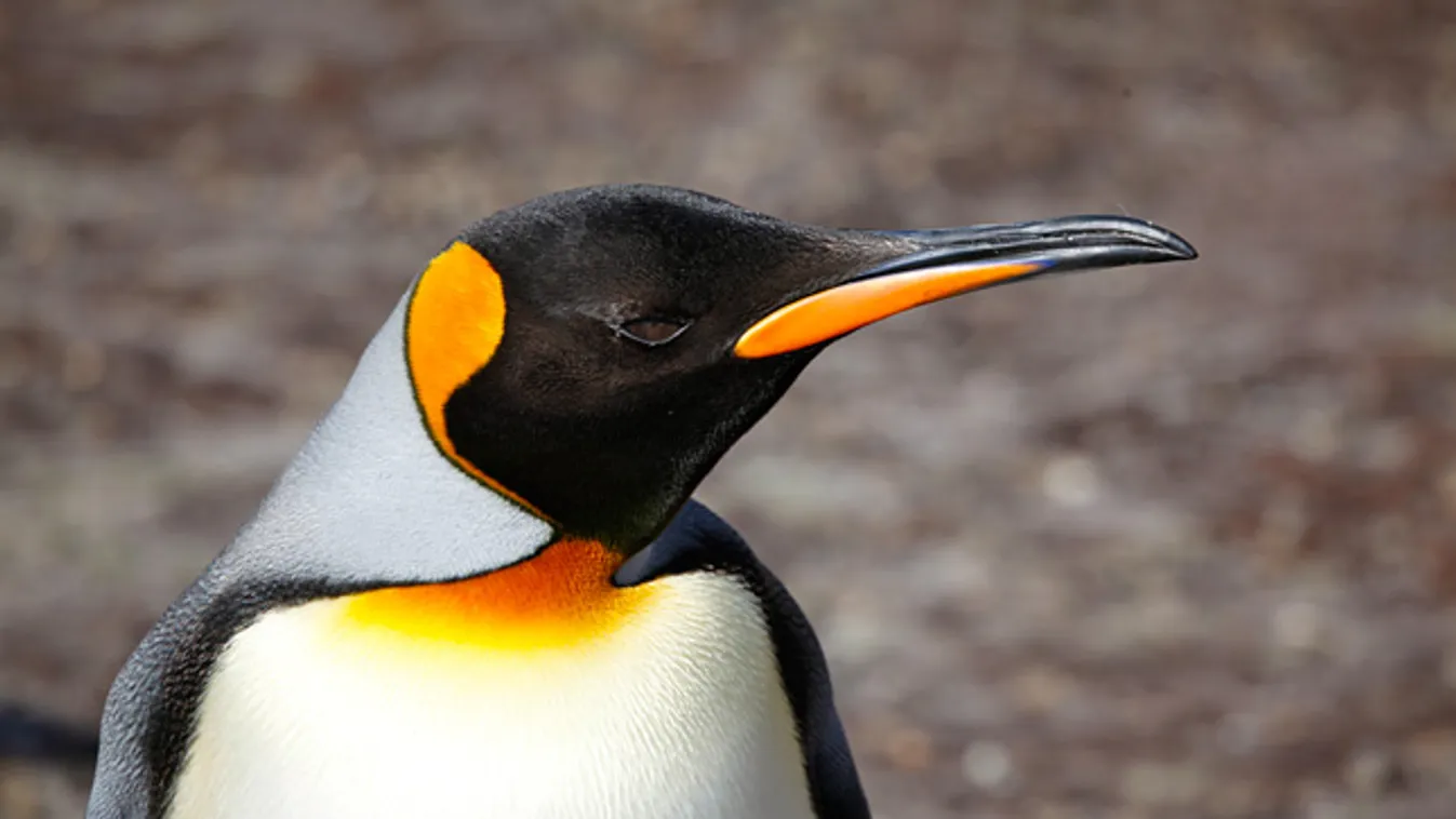 királypingvin, Aptenodytes patagonicus, Falkland-szigetek (David Attenborough The Penguin King) 