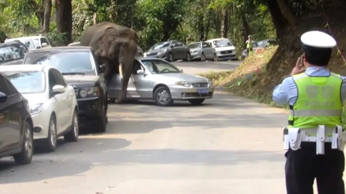 elefánt autó Kína 