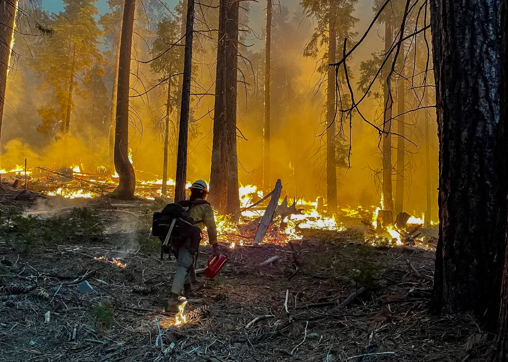 Pusztító, erdőtűz, Yosemite, Nemzeti Park, park, erdő, usa, tűz, lángok, lángol, ég, tűzvész 